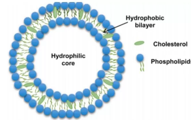 What is Liposome Delivery System? What is Liposome Delivery System?