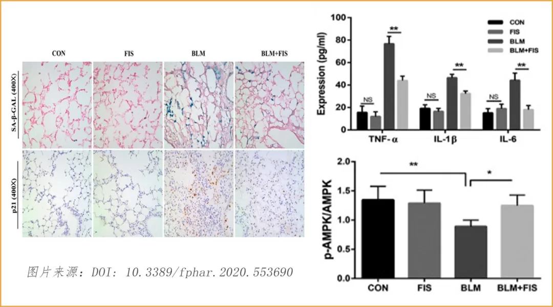 Fisetin: uma estrela em ascensão no campo do antienvelhecimento