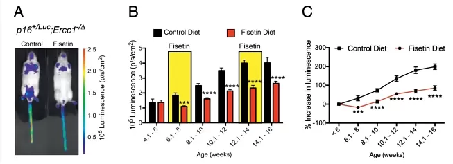 Intermittent Fisetin Treatment Reduces Senescent Cell Burden in Progeroid Mice Intermittent Fisetin Treatment Reduces Senescent Cell Burden in Progeroid Mice