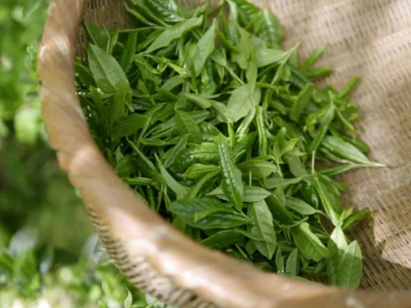 Niacinamida e Polifenóis do Chá Verde: Mecanismos Científicos Anti-Envelhecimento Sinérgicos e Múltiplos Benefícios