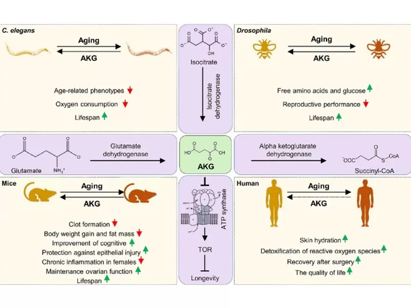 Nova Era do Anti-Envelhecimento: Adversário do Tempo de Decodificação (Parte 1)
