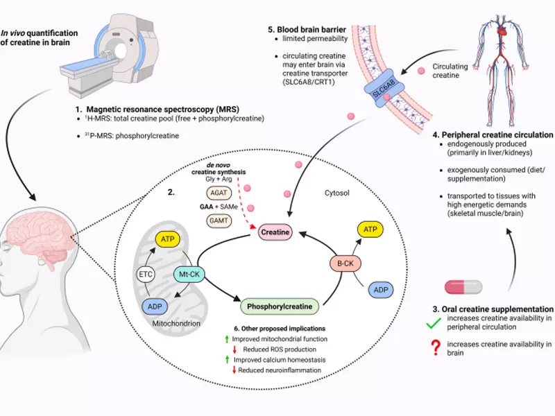 Creatina Monohidratada: Além do Ganho Muscular — O Nutriente para a Saúde Cerebral com Comprovação Científica