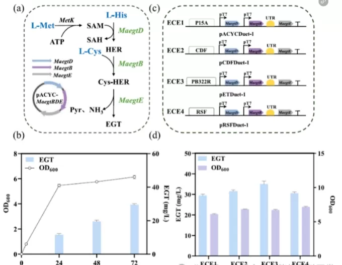 figure-1-design-and-optimization-of-the-egt-biosynthetic-pathway.jpg figure-1-design-and-optimization-of-the-egt-biosynthetic-pathway.jpg