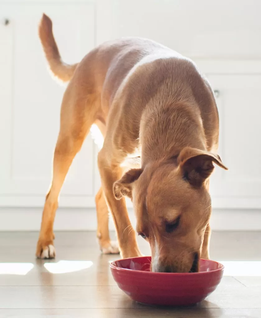 Technical Imperative: Solving Pets' Unique Physiological Challenges Technical Imperative: Solving Pets' Unique Physiological Challenges