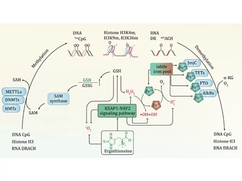 A nova era do antienvelhecimento: o adversário do tempo de decodificação (III. Ergotioneina)